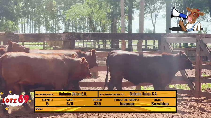 Lote LOTE 69 - EN VIVO