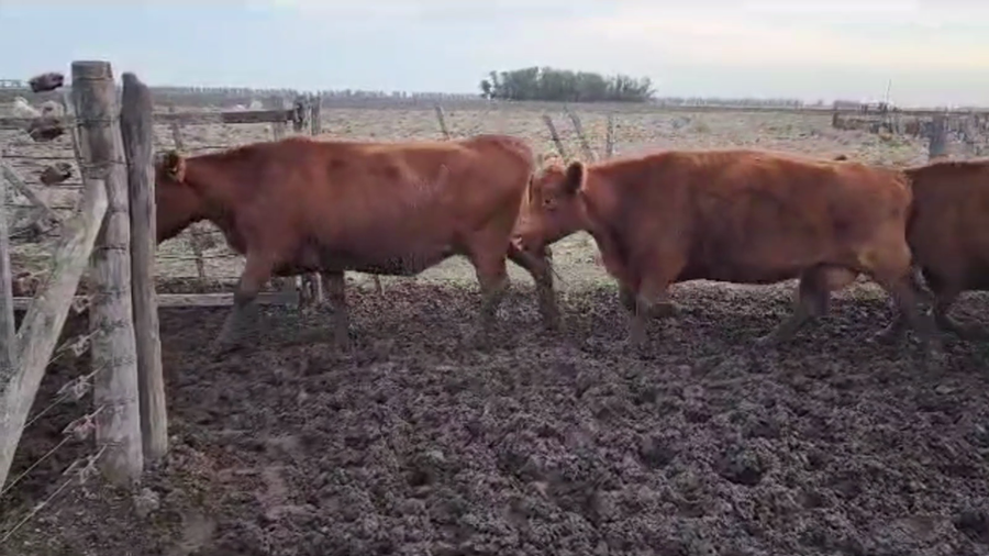 Lote 50 VACAS MEDIO USO PREÑADAS, GUAMINI, BS. AS.
