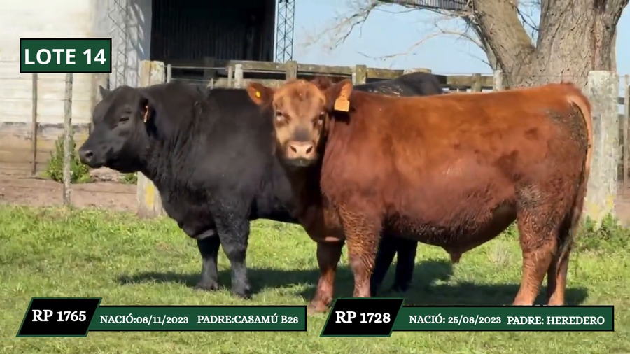 Lote TOROS DE PEDIGRRE