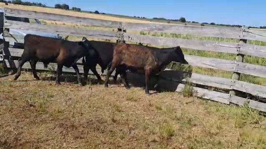 Lote 3 Terneros