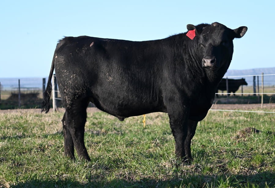 Lote TOROS PUROS CONTROLADOS