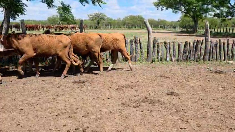 Lote 64 Terneras en Corrientes, Curuzú-Cuatiá