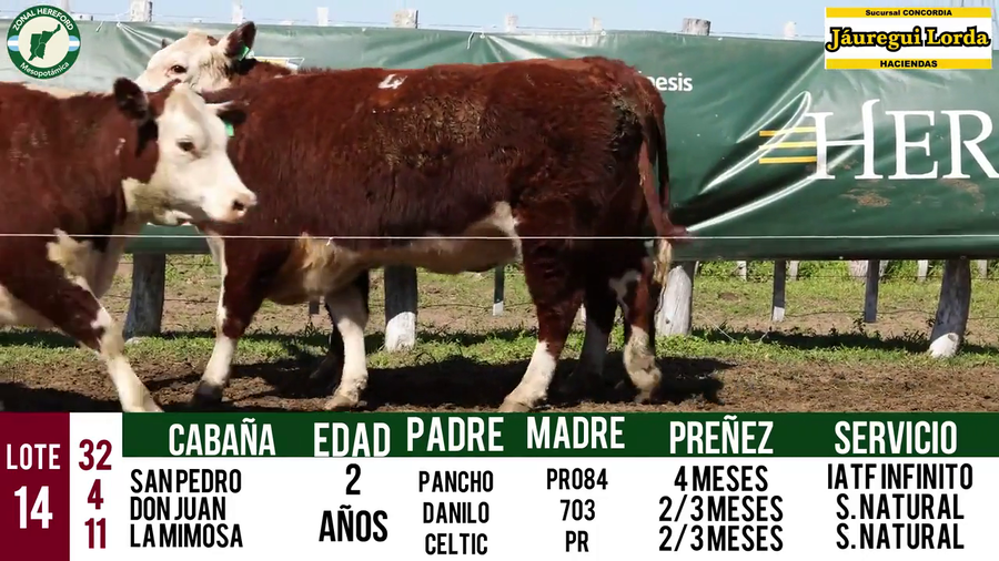 Lote VAQUILLONAS PURAS REGISTRADAS CON GARANTÍA DE PREÑEZ