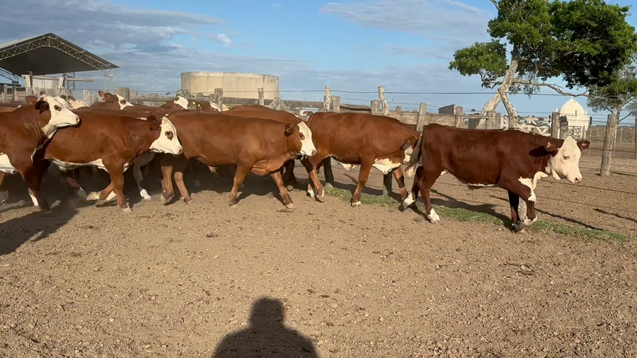 Lote 70 Terneros en Corrientes, Mercedes