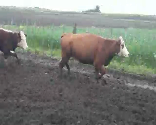 Lote 2 Vacas de Invernada HEREFORD a remate en Pantalla Aniversario 420kg - , San José