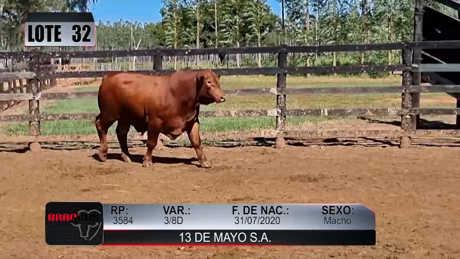 Lote Nacional de Otoño Brangus Campo - Lote 32