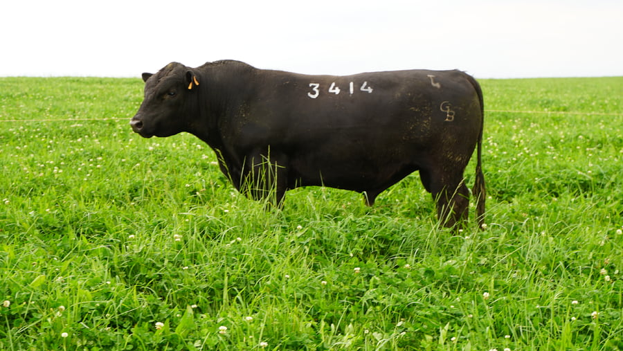 Lote (Vendido)Toros a remate en Ganadera Barracas S.A en Caraguata