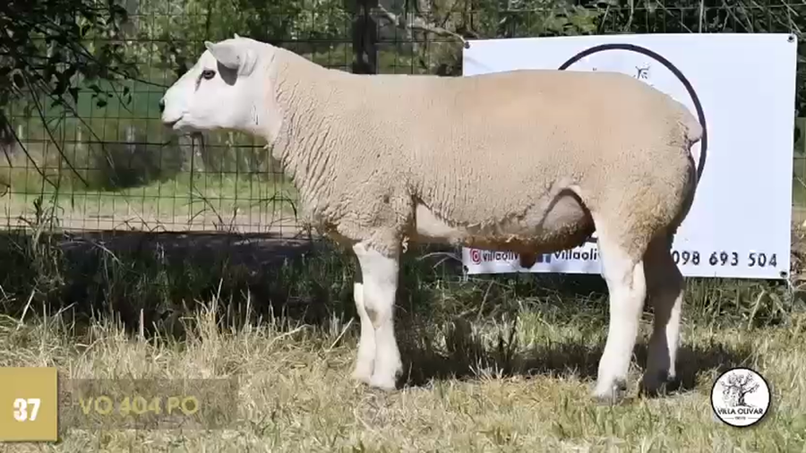 Lote Borregas a remate en Texel Don Amilcar y Villa Olivar, Canelones