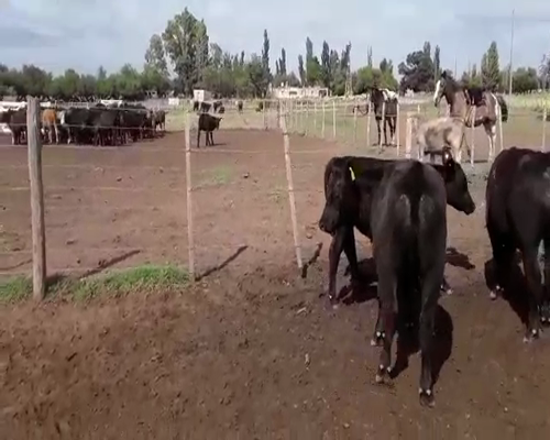 Lote 65 Terneros en Mayor Buratovich, Buenos Aires