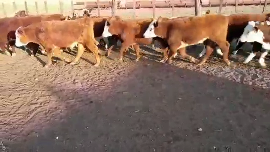 Lote 65 Terneros en Villaguay, Entre Ríos