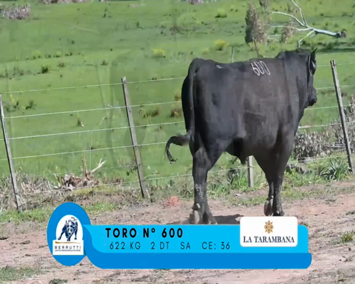 Lote TORO 600