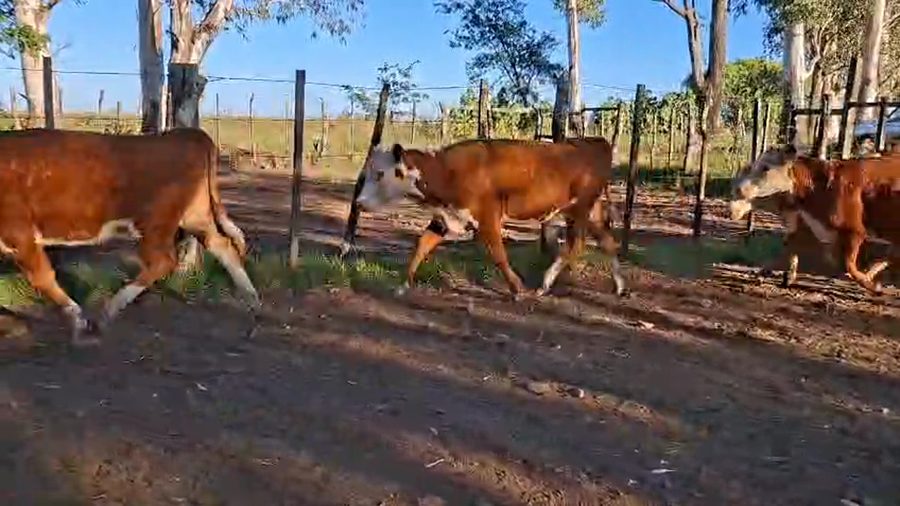 Lote VAQUILLONAS