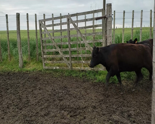 Lote 29 Terneras 28 AA,  1 RA a remate en #11 Remate de Pantalla 270kg - , Colonia