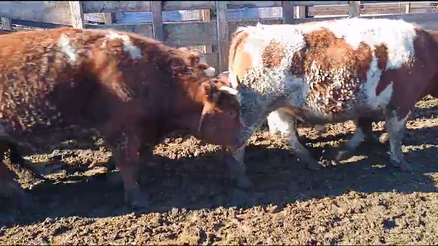 Lote 20 Novillo Gordo en Los Ángeles, VIII Región Biobío