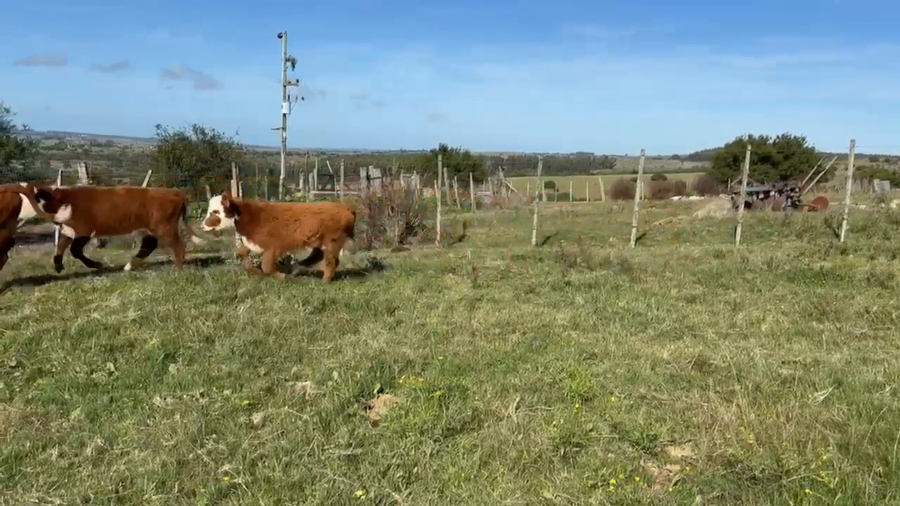 Lote Oscar Perez - Escritorio Dutra