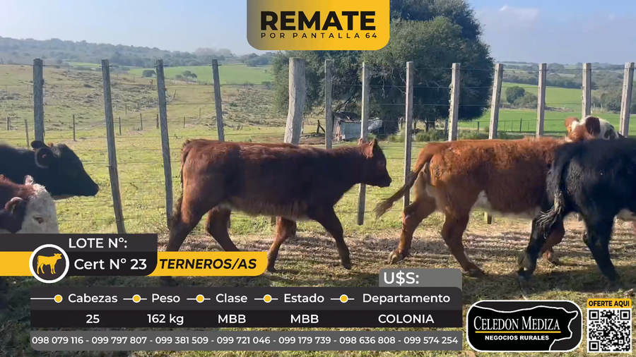 Lote 25 Terneros y Terneras en Artilleros, Colonia