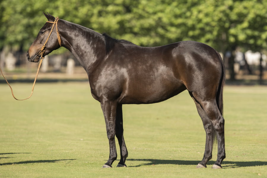 Lote TAITA VIABLE - T/E (DOLFINA EL MESSI - TAITA FACIL)