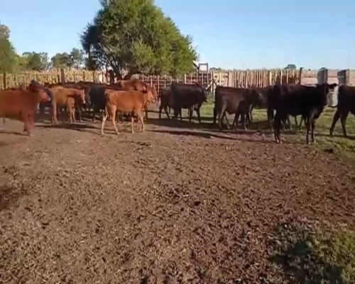 Lote 48 TERNEROS/ AS DE 170/180 KG. LAS FLORES, PBA.