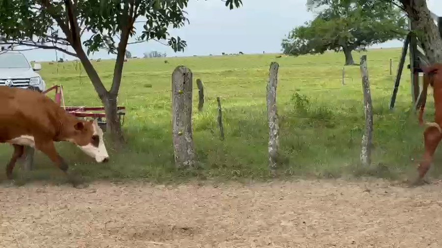 Lote 11 Vacas de invernar en Corrientes, Paso de Los Libres