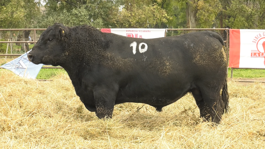 Lote TOROS ANGUS NEGROS  PC