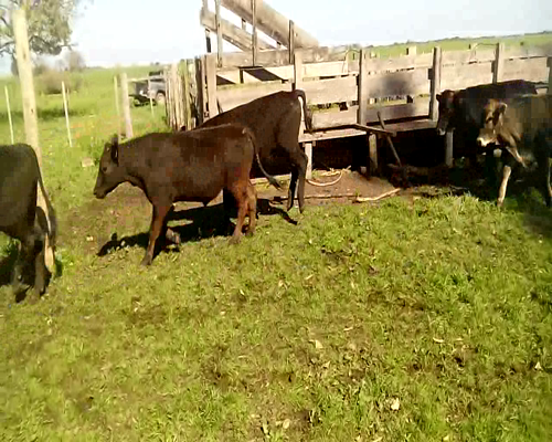 Lote 70 Novillos en Soriano