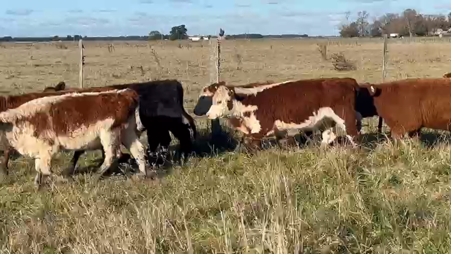 Lote 50 Terneras