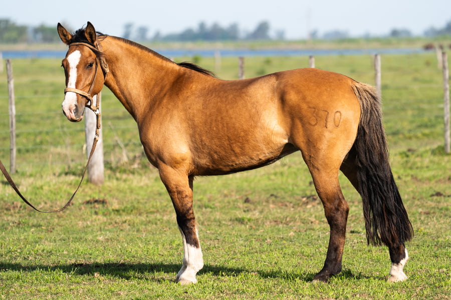 Lote COFUN CO FAROLA