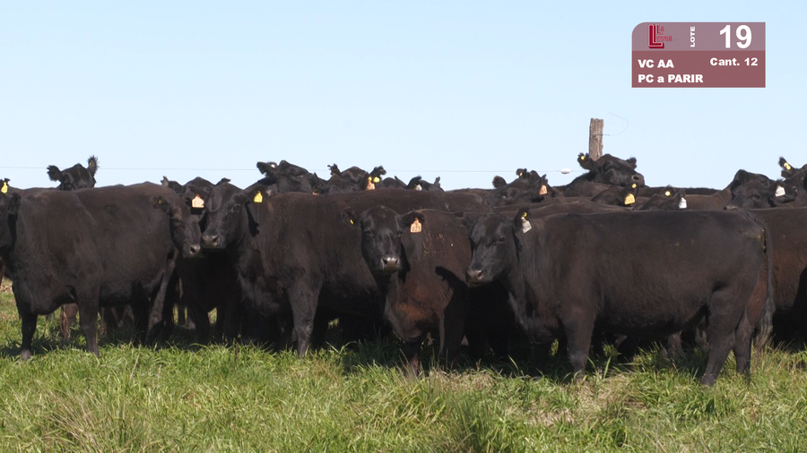 Lote VACAS ANGUS NEGRAS PURAS CONTROLADAS PARIDAS