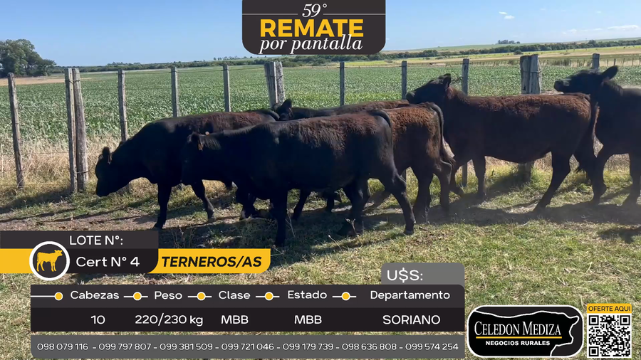 Lote 10 Terneros y Terneras en Agraciada, Soriano