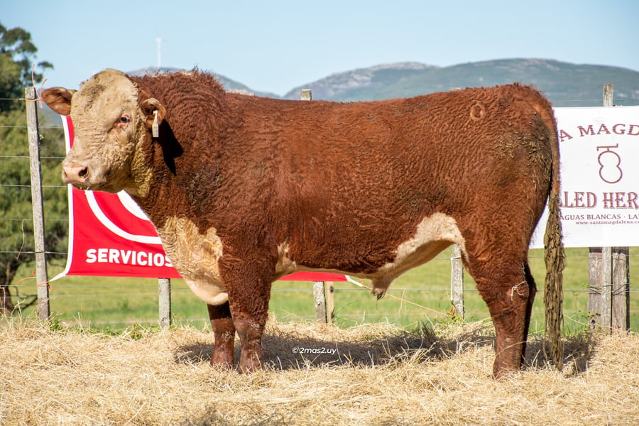 Lote TOROS SANTA MAGDALENA