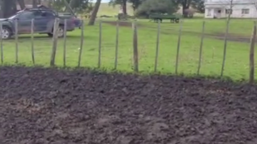 Lote 55 TERNS HEMBRAS, TANDIL, PCIA. DE BS. AS.