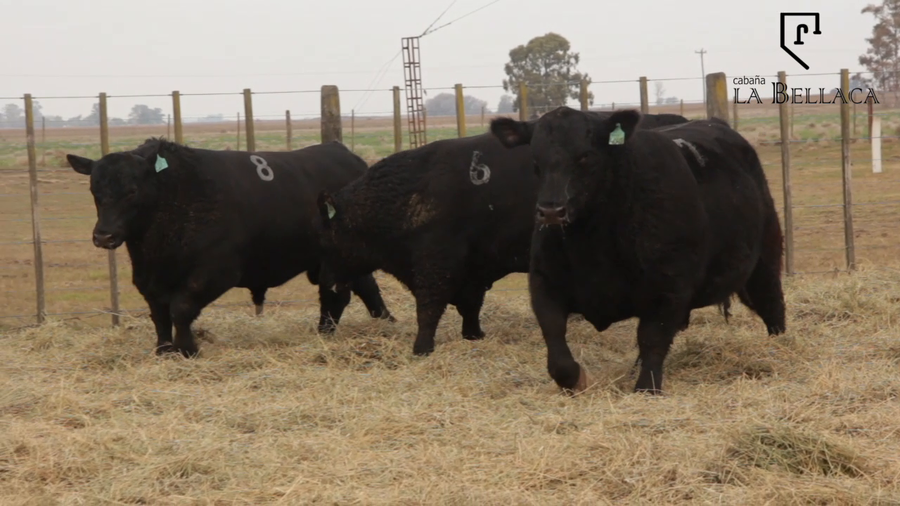 Lote TOROS PUROS DE PEDIGREE