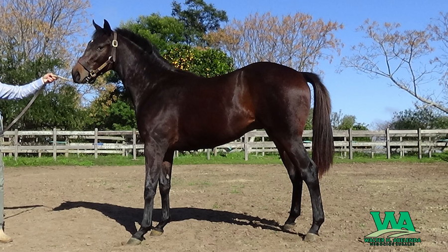 Lote QUE LINDO SUEÑO