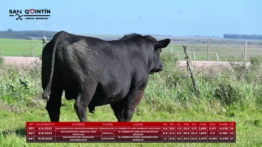 Lote LOTE 1 - ABERDEEN ANGUS PI