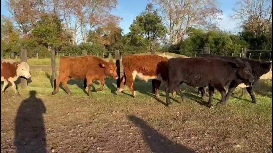 Lote NOVILLOS 1-2 AÑOS