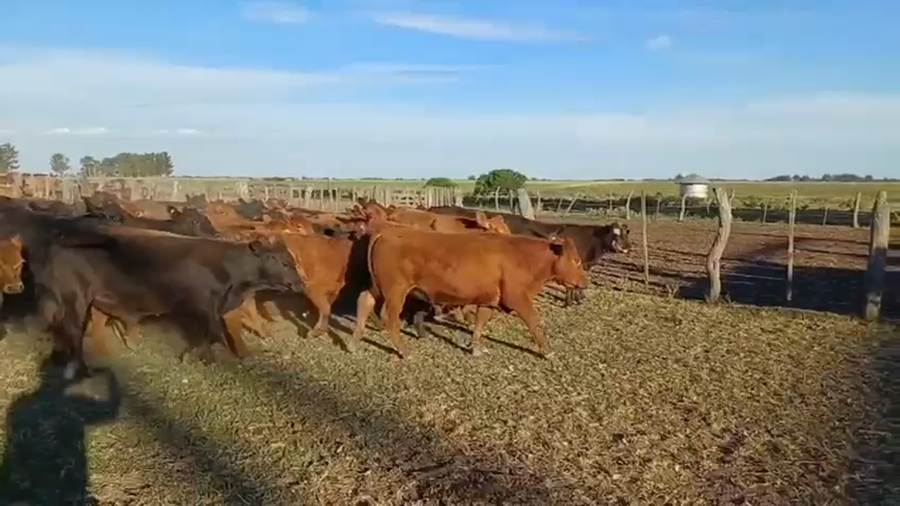 Lote 70 Terneros/as