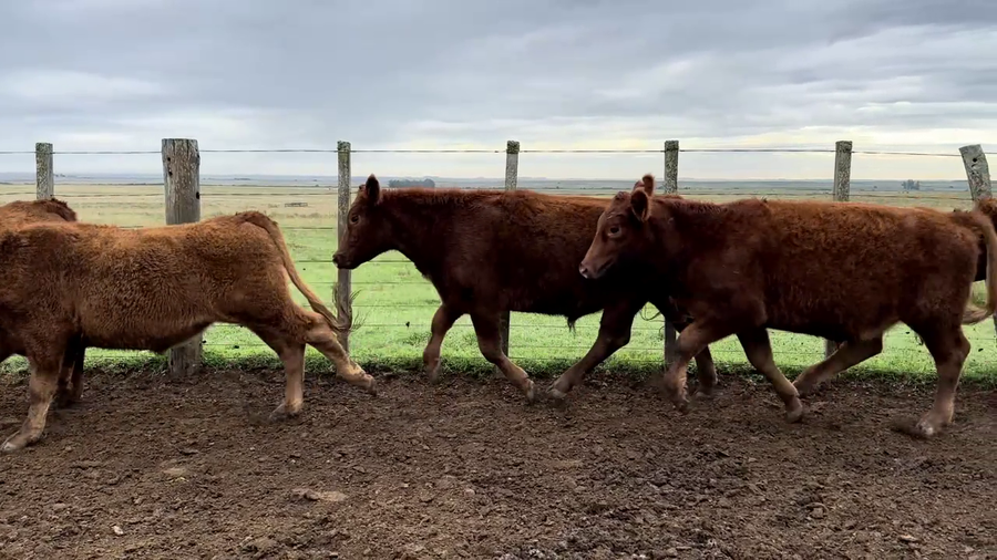 Lote NOVILLOS 1 A 2 AÑOS