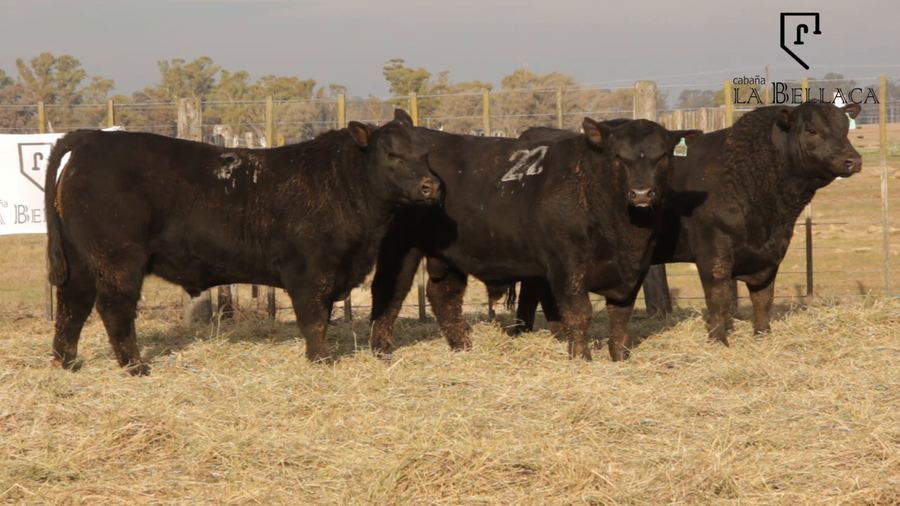 Lote TOROS PUROS DE PEDIGREE
