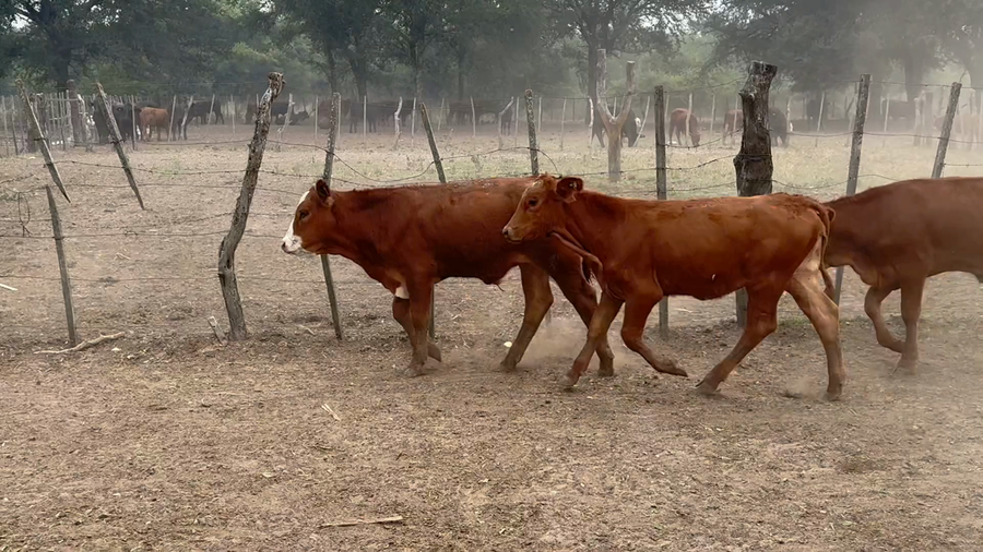 Lote 110 Terneros