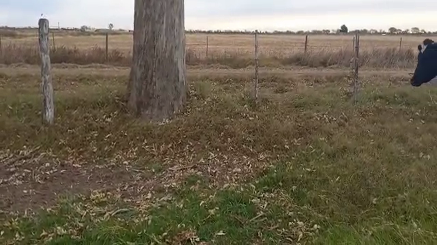 Lote Ricardo Nicola - Vaq. Para Entorar