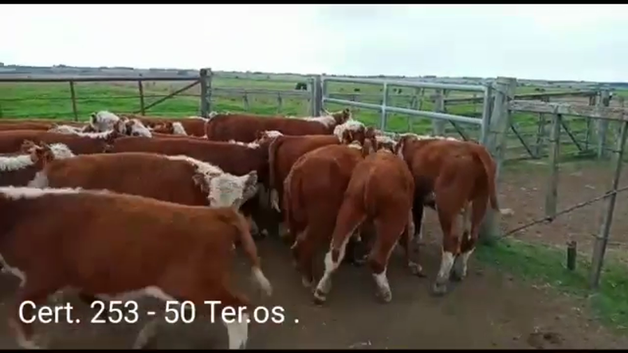 Lote TERNEROS