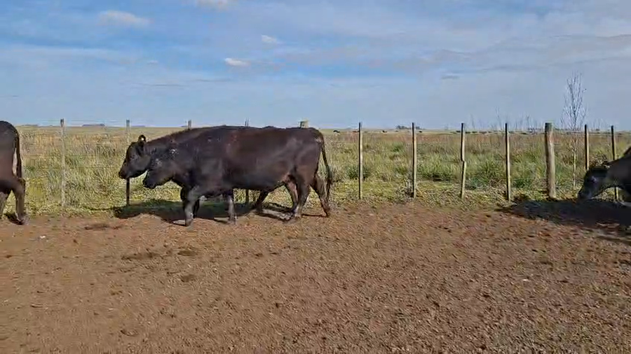 Lote 38 Vacas CUT preñadas en Buenos Aires, Azul