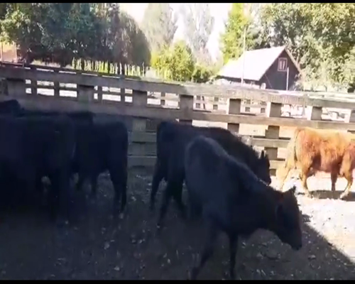 Lote 80 Ternero en Toltén, IX Región Araucanía