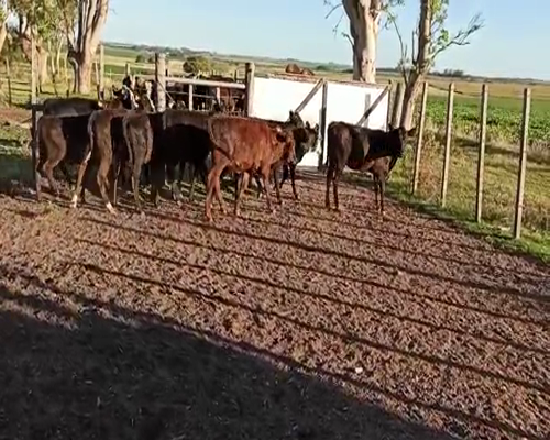 Lote TERNERAS