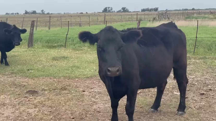 Lote 35 Vacas CUT preñadas en Pehuajó