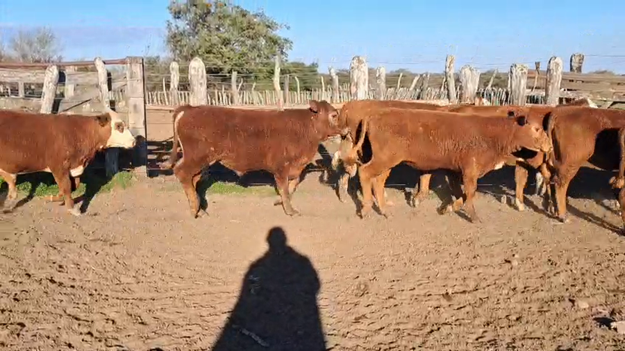 Lote 106 Terneros/as