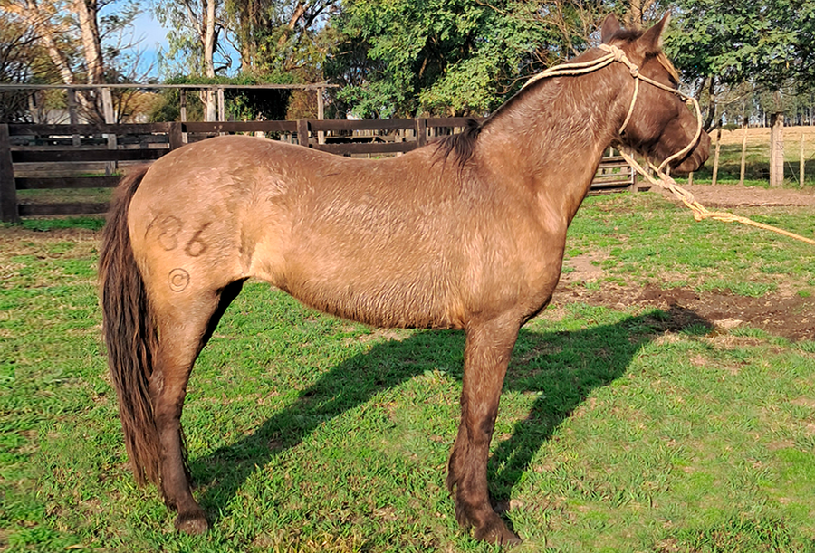 Lote Andariega Bordona