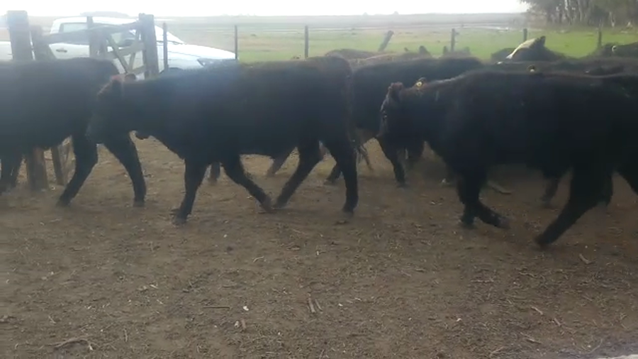 Lote 44 Terneros en Bolívar, Buenos Aires