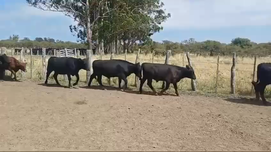 Lote 60 Terneros/as en Entre Ríos, Federal