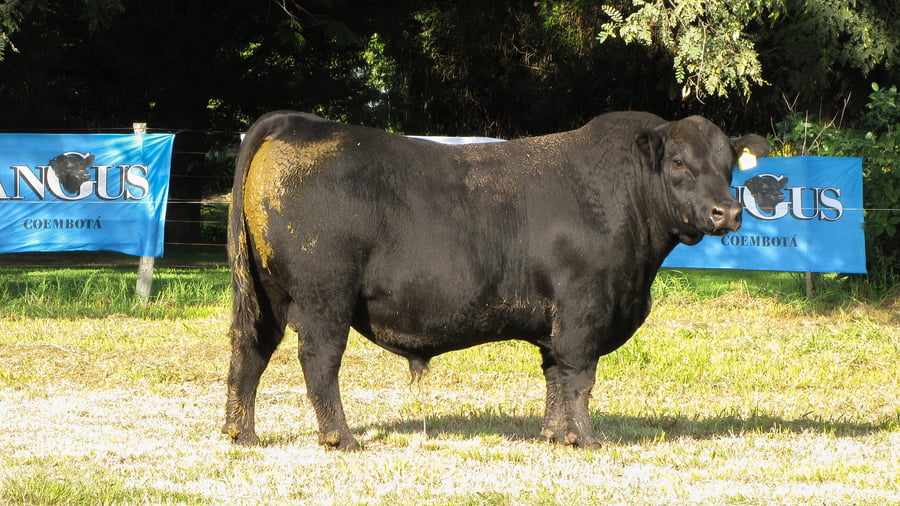 Lote CABAÑA COEMBOTÁ: RP 599